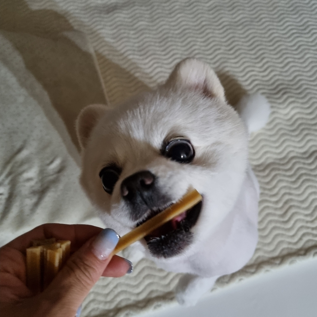메디코펫 데일리 덴탈 조인트 바 강아지 껌