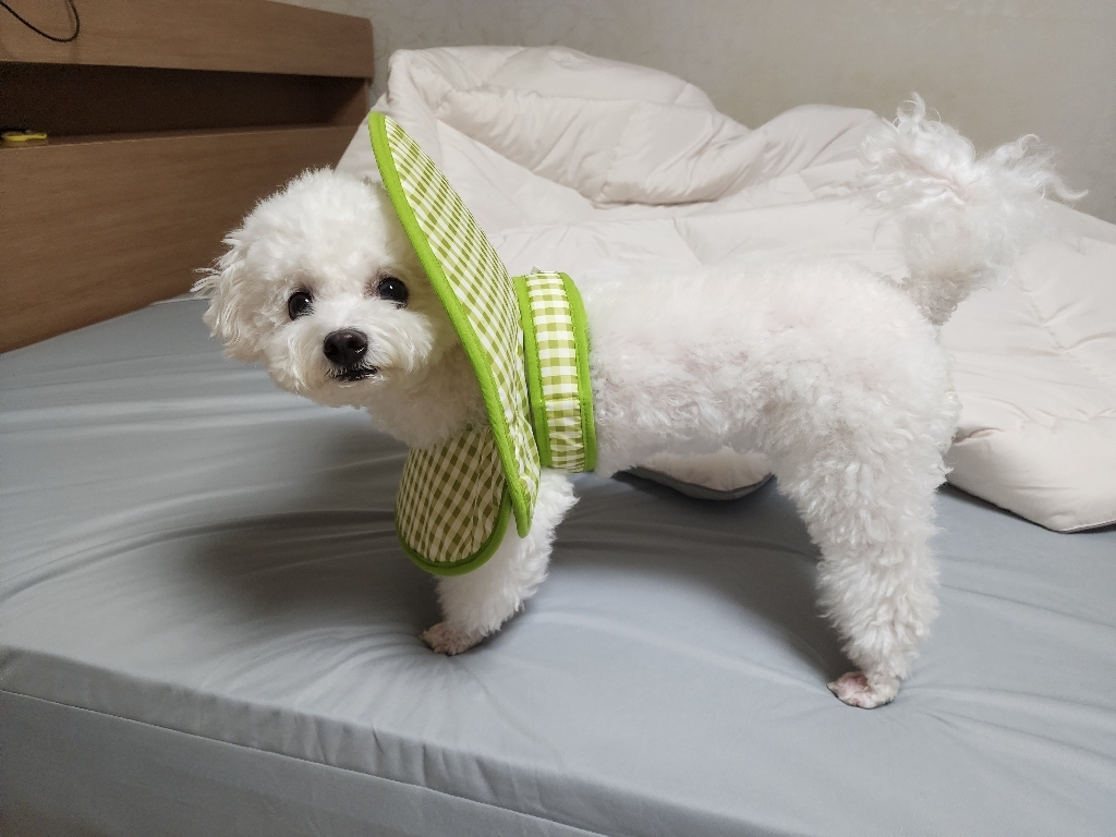 마론케이 반려동물 바디카라 강아지 고양이 넥카라 대용