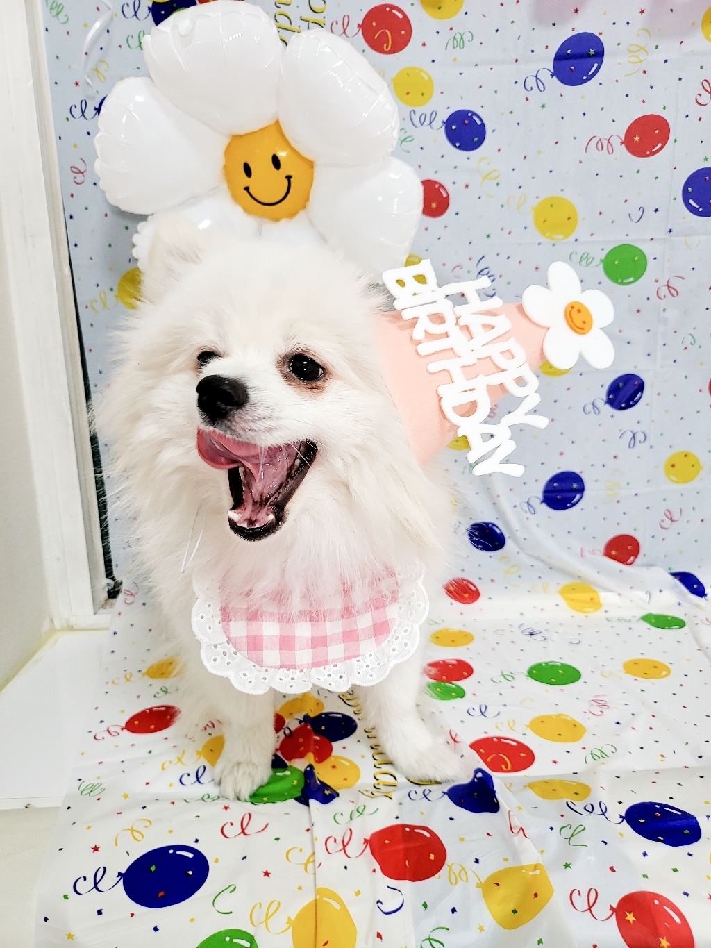하피블리 강아지 생일파티
