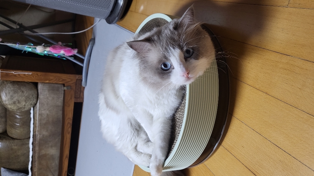 USI A 고양이 대형 원형 장난감 볼 집 쇼파 침대 리필 스크래쳐