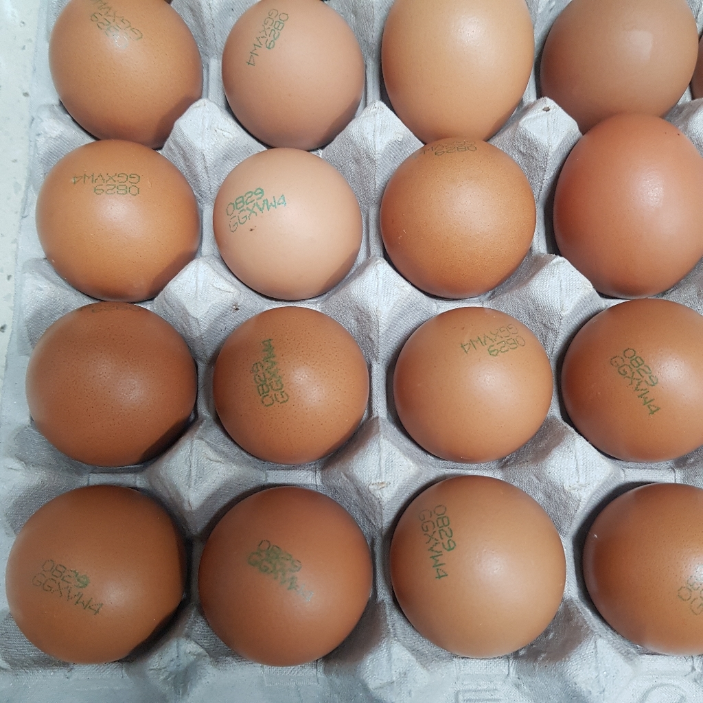 쫀득하고 맛있고 탱탱한 구운란 15구
