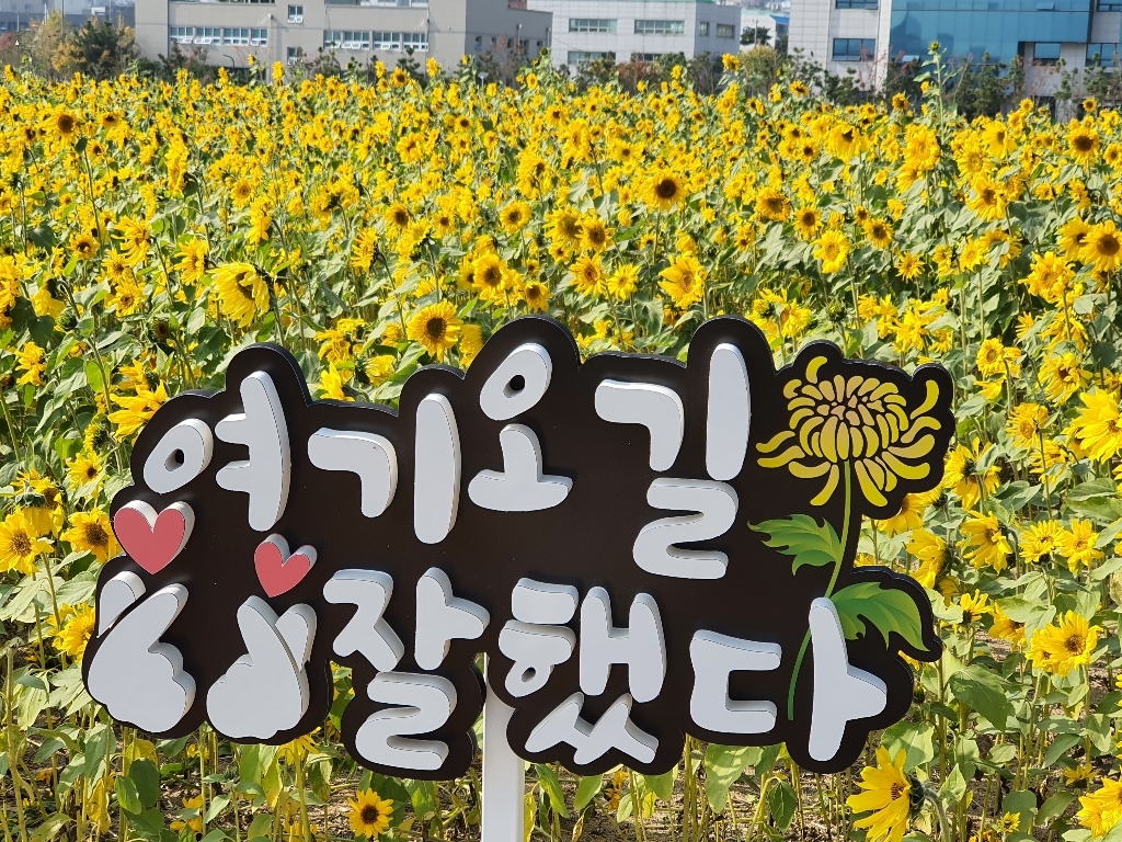 해바라기 꽃길 그림액자 104