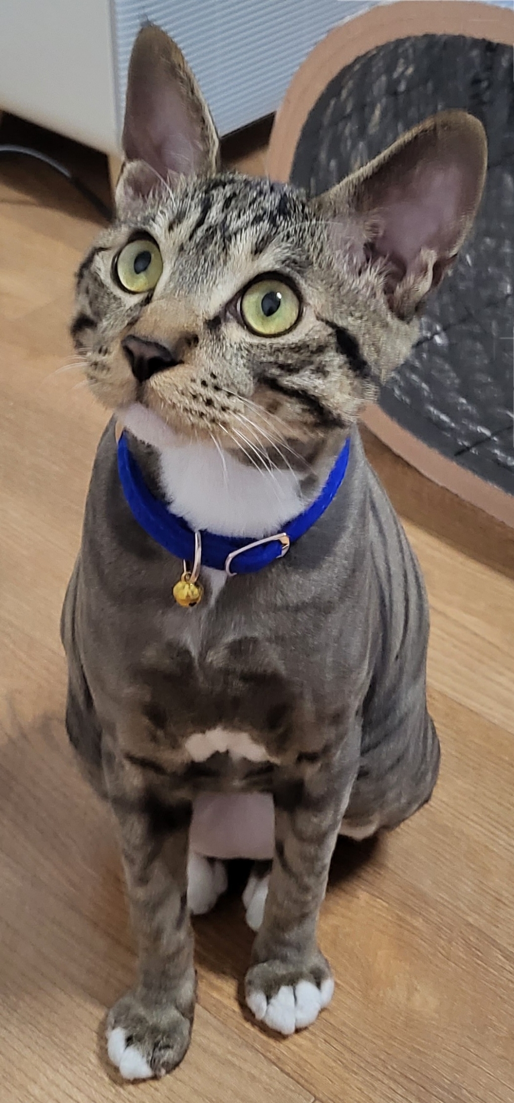 모나코올리브 황사 꽃가루 극세사 먼지털이