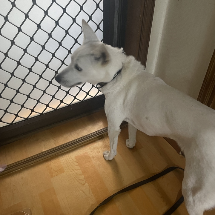 와일드독 네오프렌 칼라 강아지목걸이