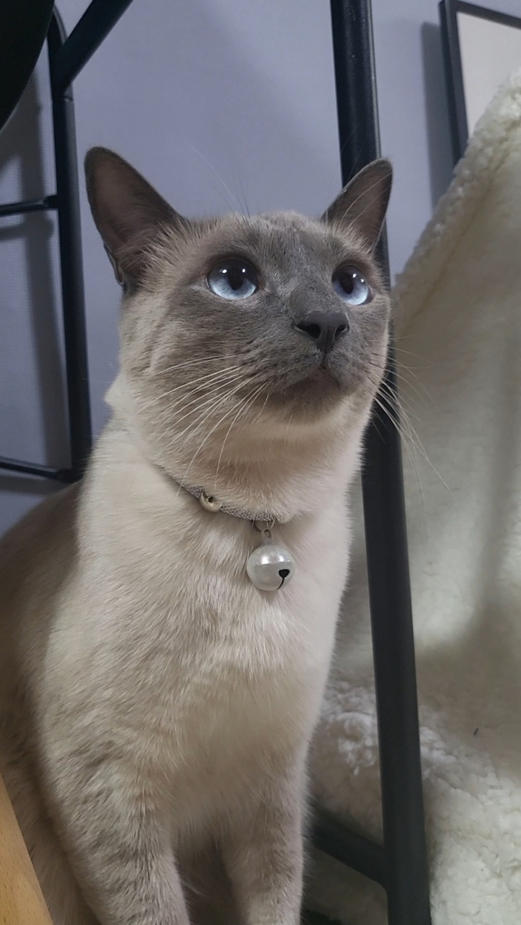예보들 고양이 방울 목걸이