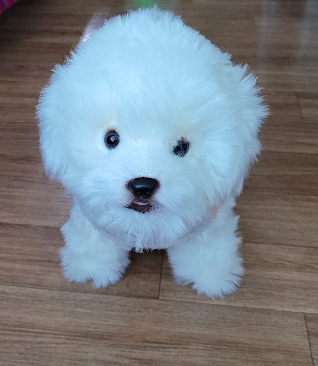 조우니 모찌 허스키 인형쿠션