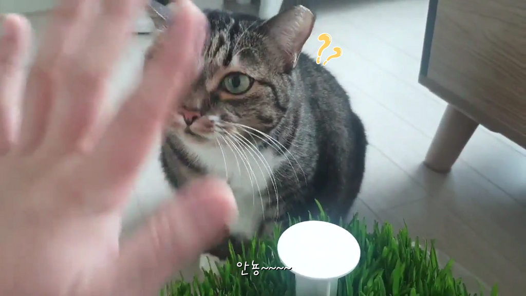 [시즌2] 뮤토 점보 캣그라스 생화  고양이 풀 강아지 풀 도그그라스