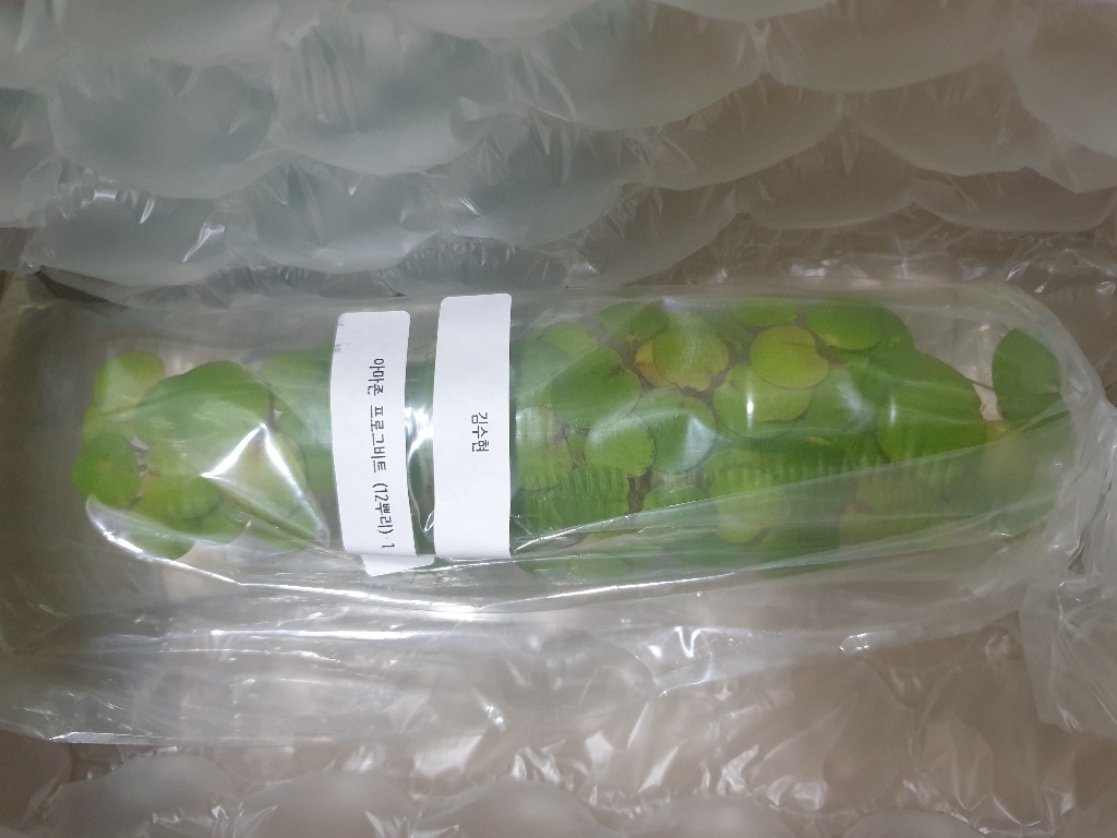 [비바소녀] 아마존 프로그비트