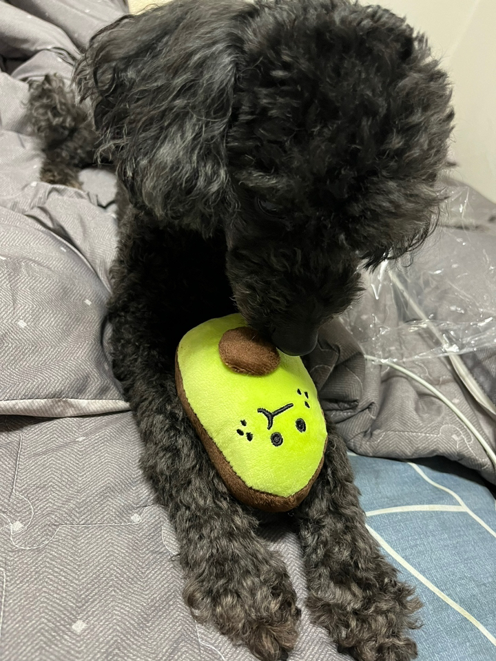 딩동펫 반려동물 프레쉬 과일 인형 9종
