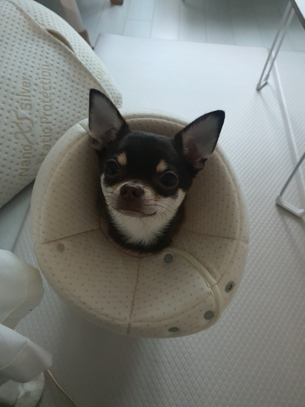 자연생각 개놀자 오가닉 펜타곤 넥카라 도트