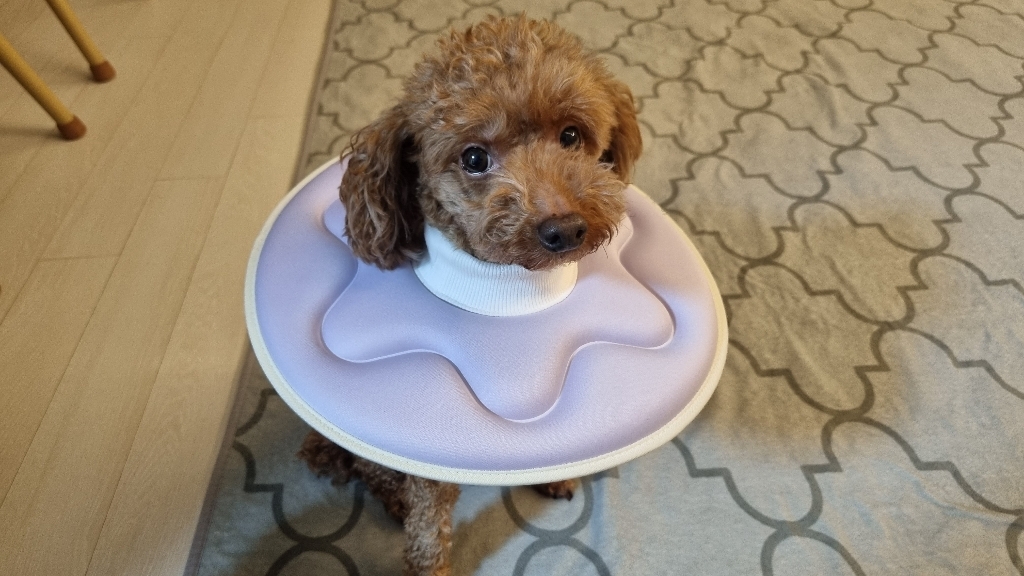 강아지 고양이 애견 털안빠지는 피부 유산균 변비 설사 피부염 장영양제 60캡슐2개월 원데이원테블렛