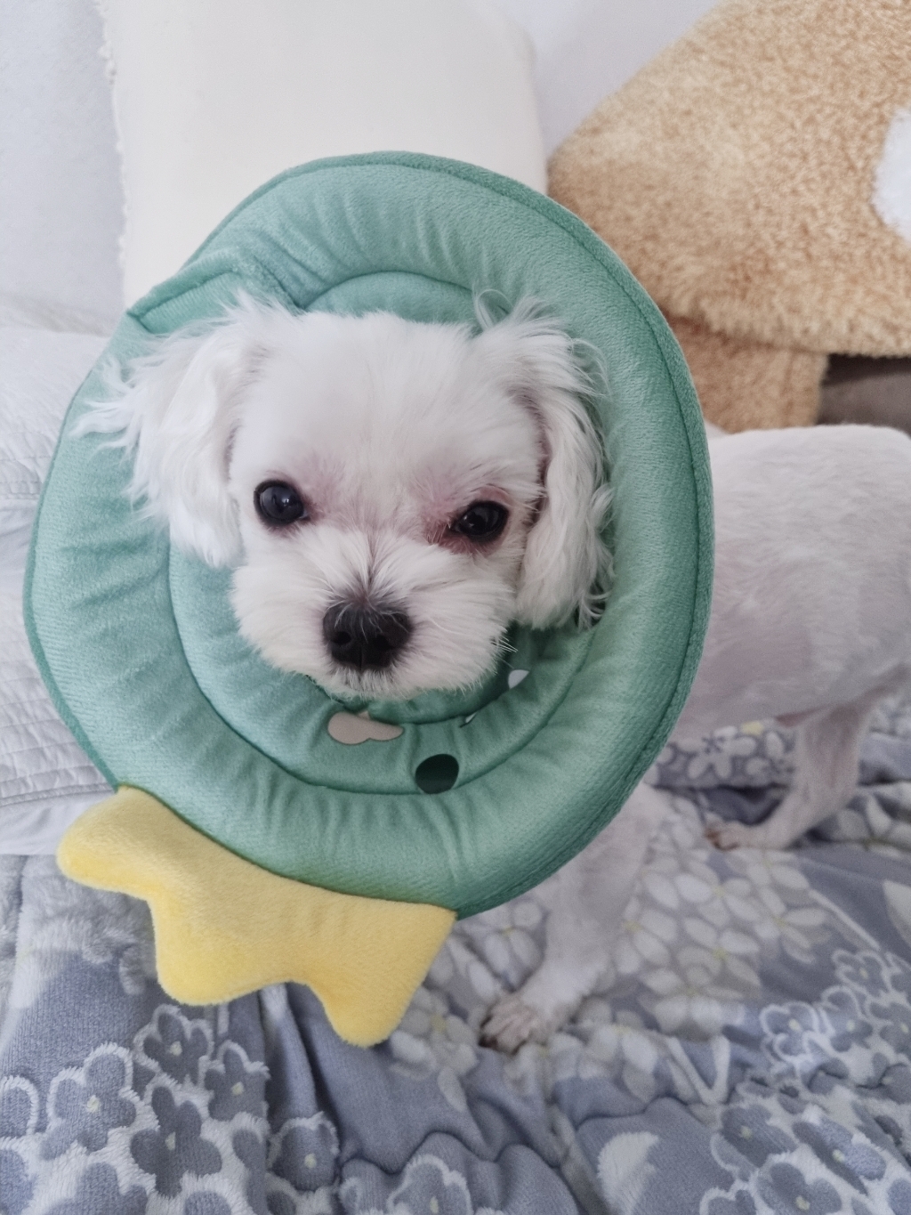 바오스레 반려동물 긁음방지 안아픈 넥카라