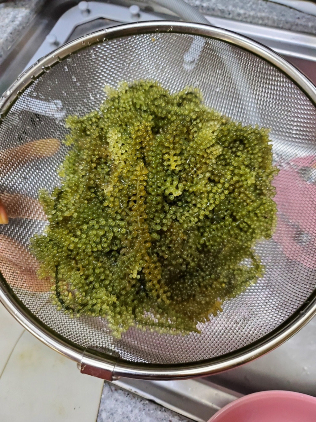 산골어부 알이톡톡 바다포도