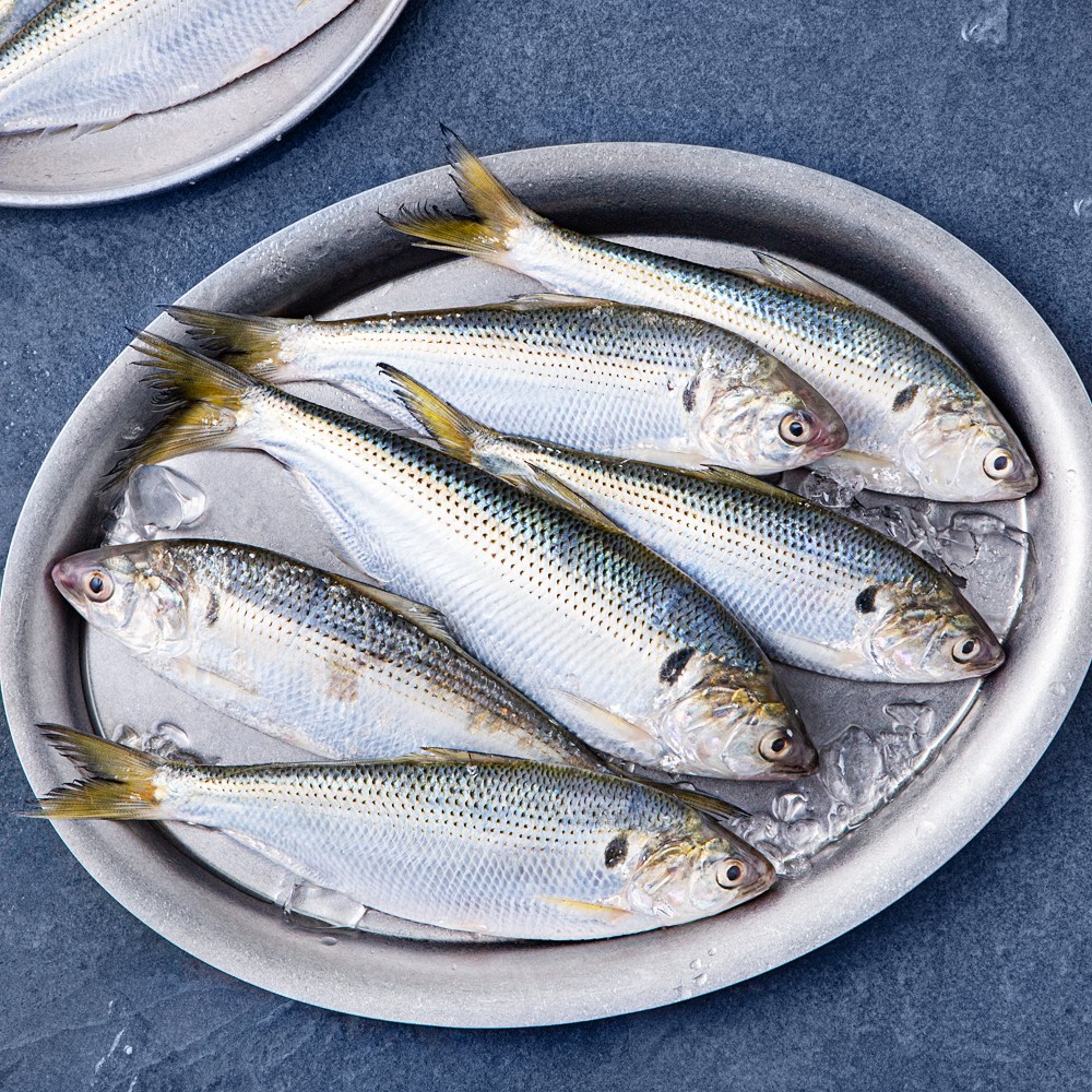 가을 미식의 시작, 어부심 햇전어로 밥도둑 되세요!