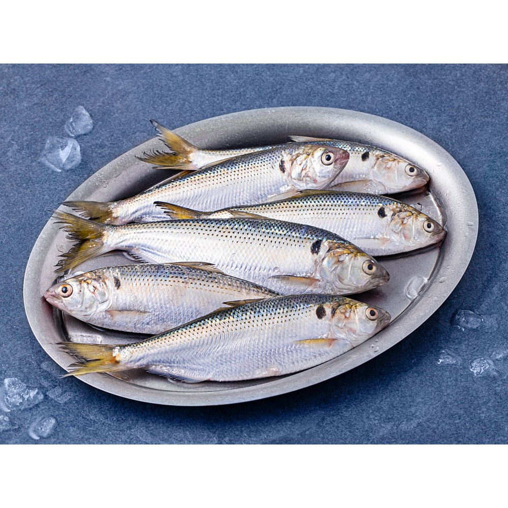 가을 미식의 시작, 어부심 햇전어로 밥도둑 되세요!