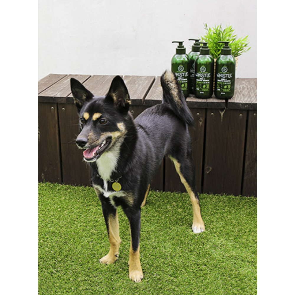 반려동물의 위생과 건강을 위한 완벽한 선택