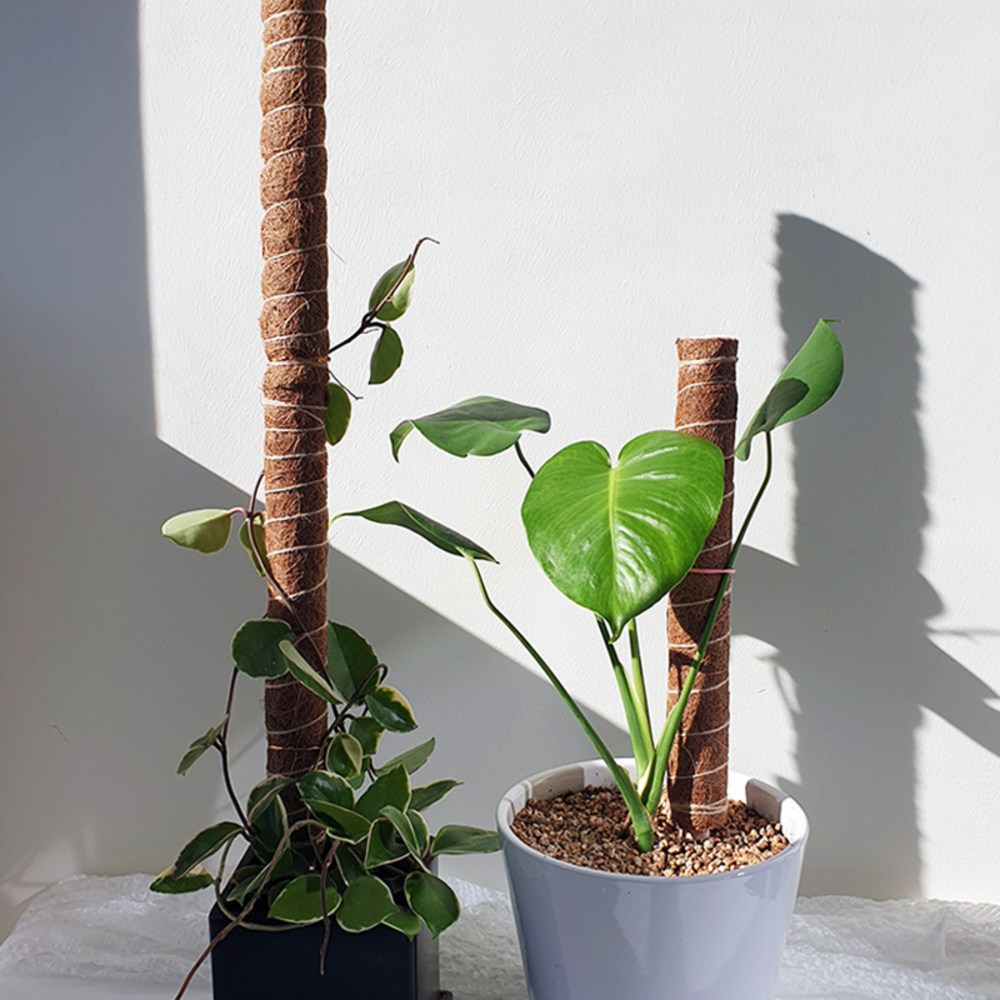 식물의 건강한 성장을 위한 최적의 선택