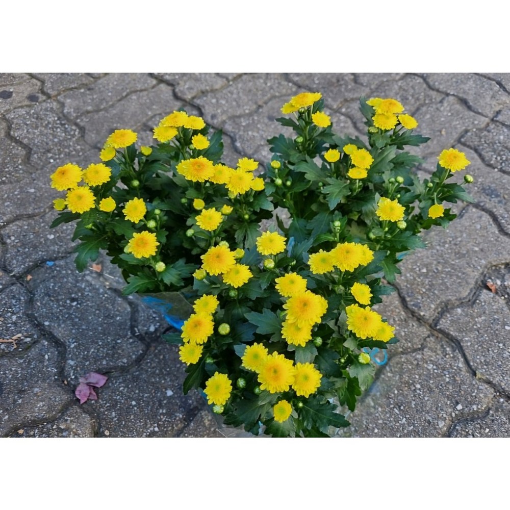 떡잎상가의 봄, 노랑소국으로 집안에 봄을 들이세요!