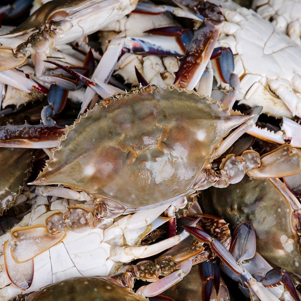 오늘 잡은 싱싱함, 태안 신진도 활 숫꽃게!