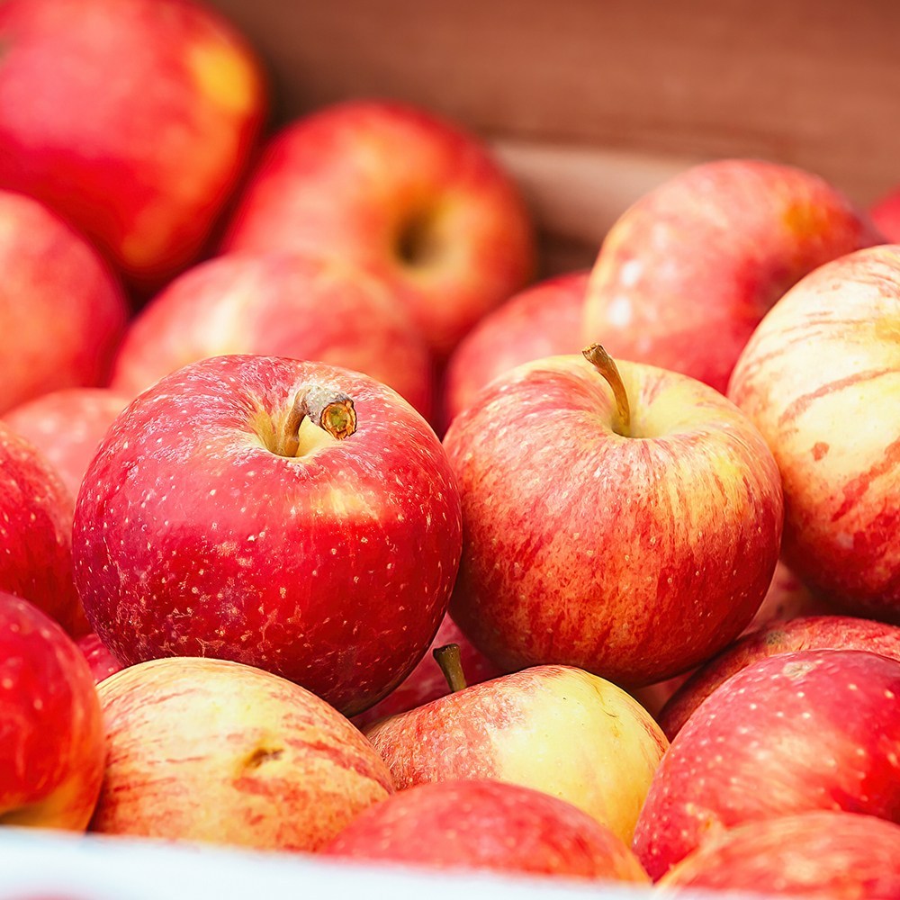 36년 장인의 손길, 꿀처럼 달콤한 홍로사과