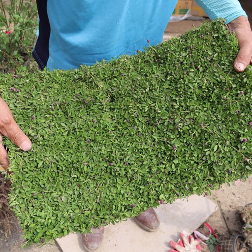 꽃으로 채운 정원의 꿈, 쿠라피아 꽃잔디 쿠라피아