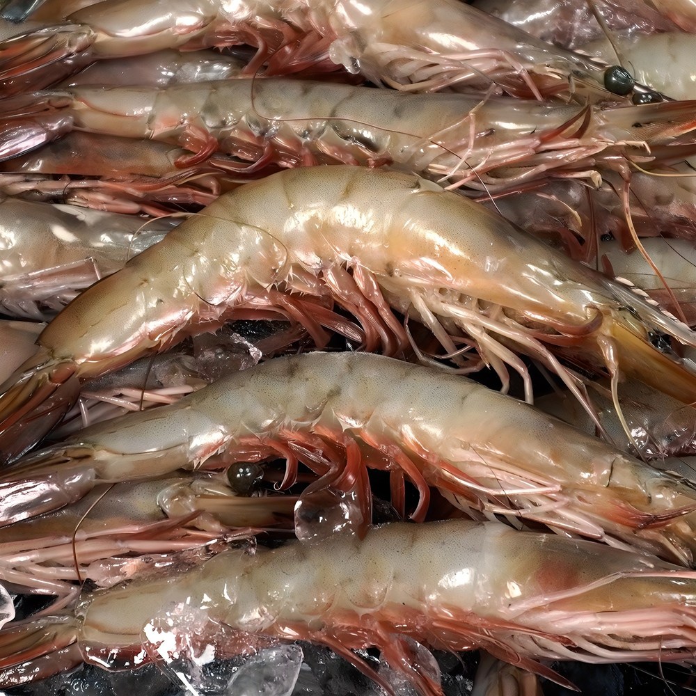 싱싱한 대천해 자연산 대하, 지금 바로 맛보세요!