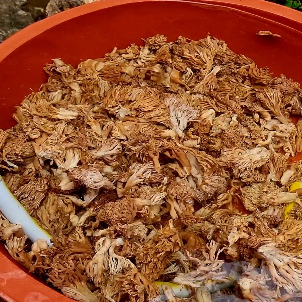 자연산 싸리버섯, 쫄깃한 식감과 풍부한 맛의 향연