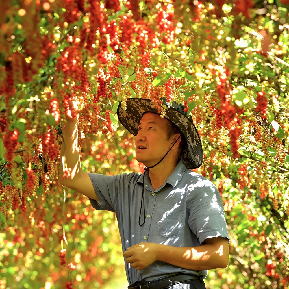 문경의 청정함을 담은 냉동 세척 생오미자로 건강과 맛을 한 번에!