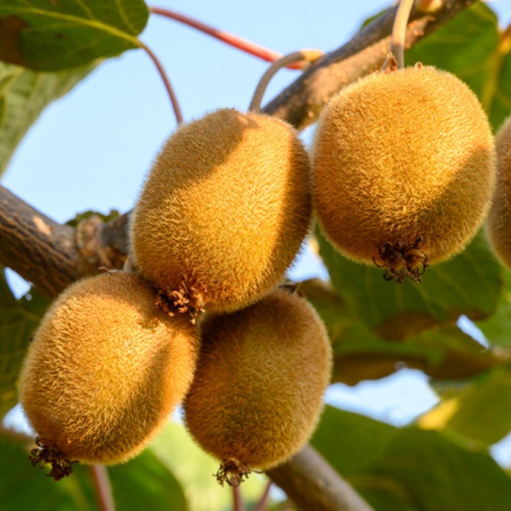 입안 가득 퍼지는 달콤함, 보성 그린 키위!