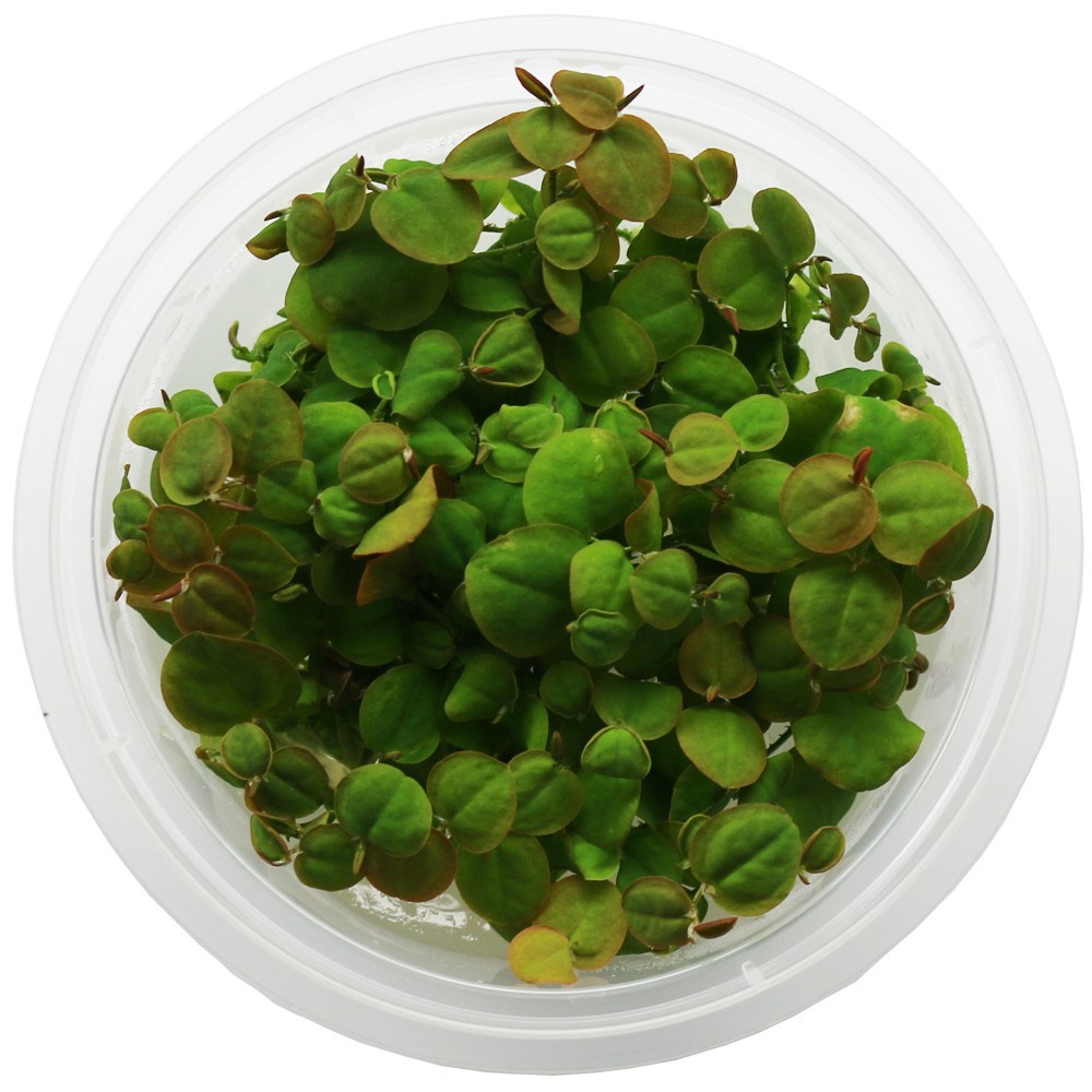 그로잇 무균 조직 배양수초 – 필란터스 플루이탄스, 수조의 생기를 불어넣다 그로잇