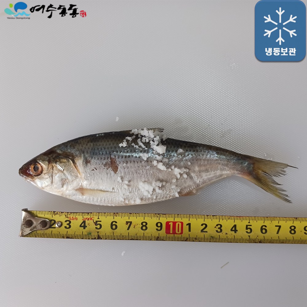 남해 여수 자연산 전어, 지금 바로 맛보세요!