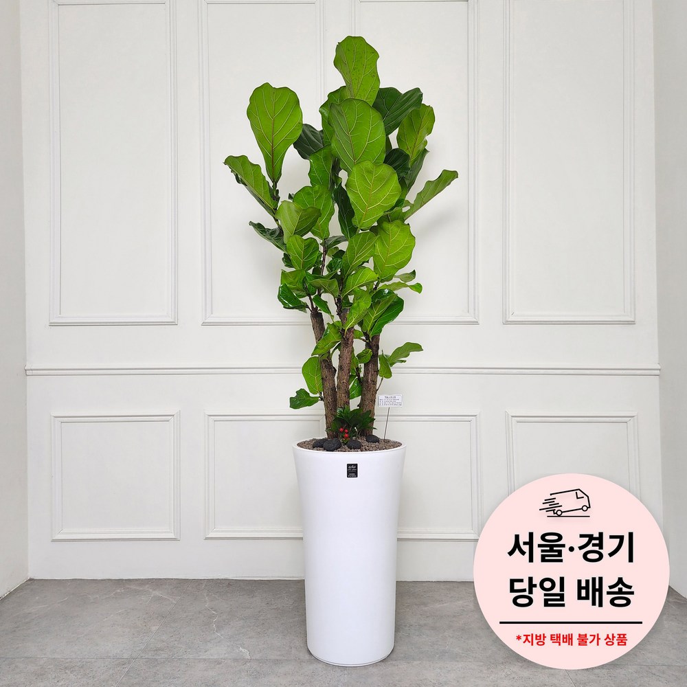에코플랜트 금전수 개업 화분 집들이 선물 승진 사무실 이전 병원 개원 식당 개업식 축하 화분 배달 [서울 경기 당일배송]<토요일 오후 일요일 주문건 월요일배송>, 02. 인삼펜더, 1개