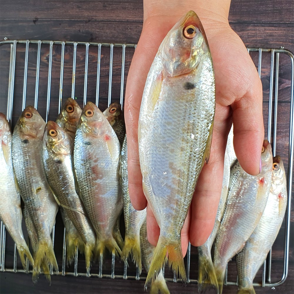 고흥 자연산 햇전어, 가을 미식의 향연을 집에서!