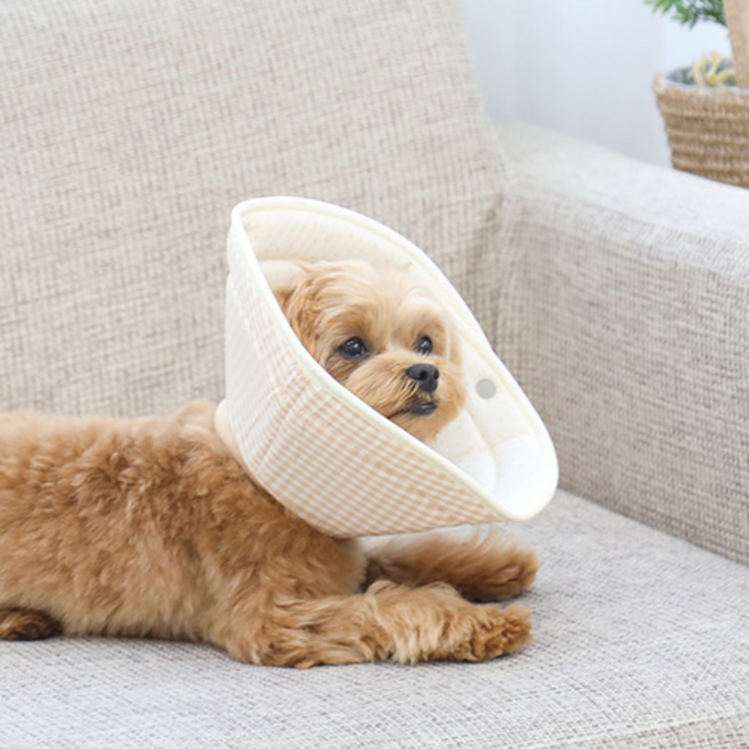 우리 아이 편안한 회복을 위한 선택, 자연생각 개놀자 오가닉 펜타곤 넥카라