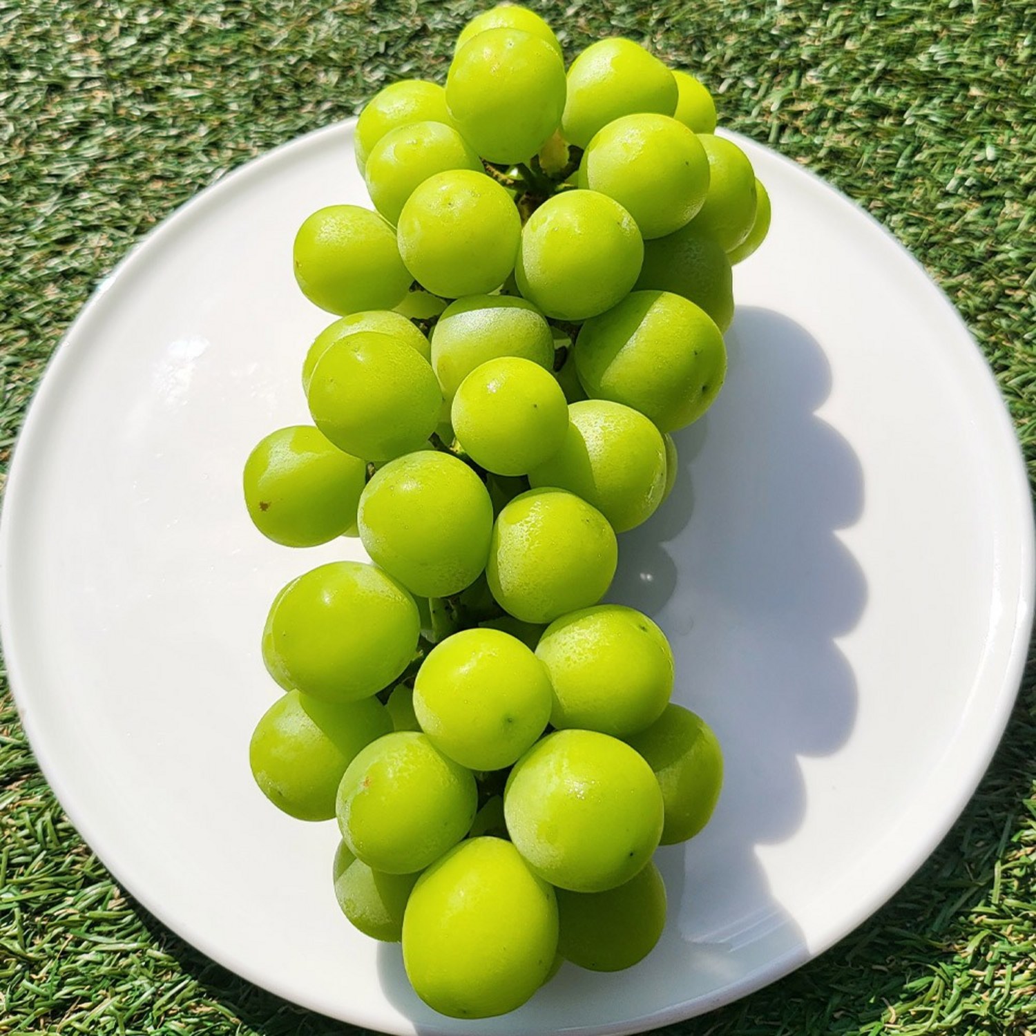 입안 가득 퍼지는 달콤한 행복, 샤인머스켓 한정 판매!