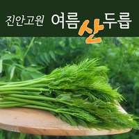 진안고원 여름두릅 산두릅 산지직송 1kg 특품 장아찌 마이산 문형호, 1개