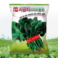 아시아동초 시금치 씨앗 400g 월동시금치씨 토종 섬초 종자, 1개