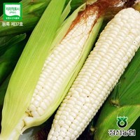 예찬 [정선농협] 강원도 미백 찰옥수수50개(특품)/지리적표시제인증, 1개
