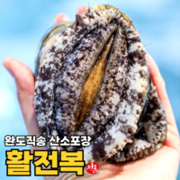 완도직송 산소포장 완도 활 전복, 1개, 1kg(12~14미)