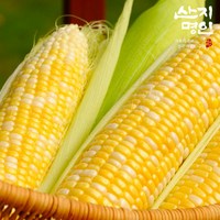 [산지명인] 초당옥수수 정품 15cm이상 선별 당일수확 신선 포장, 1개, 10개입