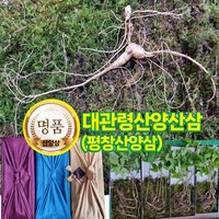 [대관령산양산삼] 한국명품 토종산삼 산양삼 산양산삼 야생산삼 장뇌삼 추석선물 명절선물 건강선물 고급선물 강원도 씨앗산삼 정품 9년산 5뿌리