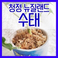 뉴질랜드 청정수태 호접란 풍란 양란 난 분갈이 삽목 뉴질랜드산, 100g, 1개