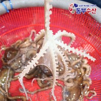 동부수산 살아있는 활낙지 산낙지 한마리 산소포장으로 생존율 up, 70g, 1개