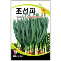 조선파 1000립 / 파씨앗 대파씨앗 대파씨, 1개