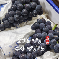 고당도 포도 송산 캠벨 포도 큰 송이, 1박스, 2kg(4~6수)