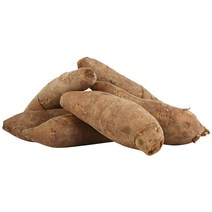 햇살조은 야콘, 10kg (특품), 1개