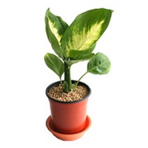 그린플랜트 생화 공기정화식물, 공기정화식물_마리안느, 1개