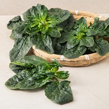 신안 비금 겨울 시금치, 200g, 1봉