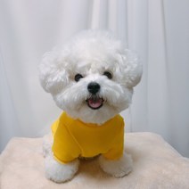 펫디자인 강아지 포켓 맨투맨, 옐로우