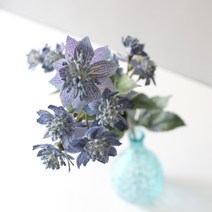 밍앤미 아스트란티아 조화, 블루
